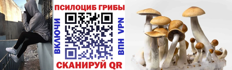 что такое   Череповец  Псилоцибиновые грибы Psilocybine cubensis 